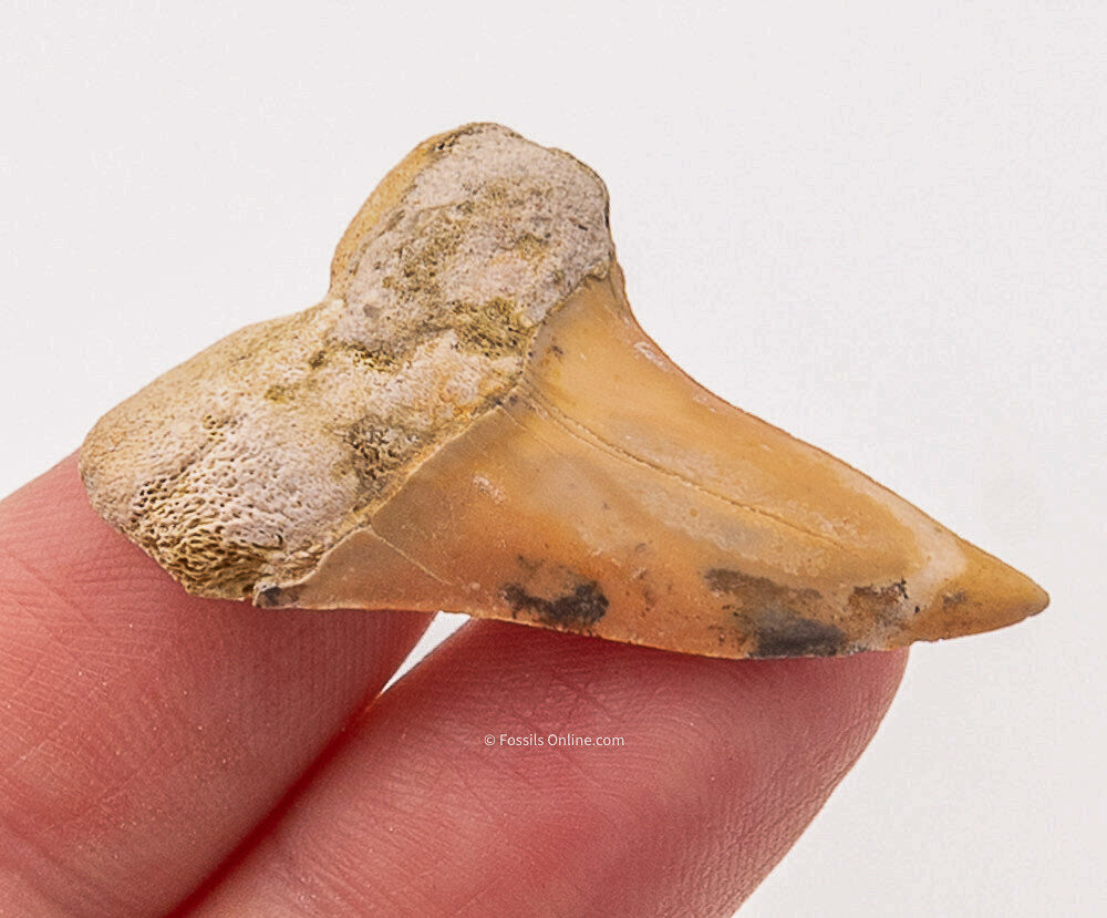 Bakersfield Mako C.Planus 1.47"