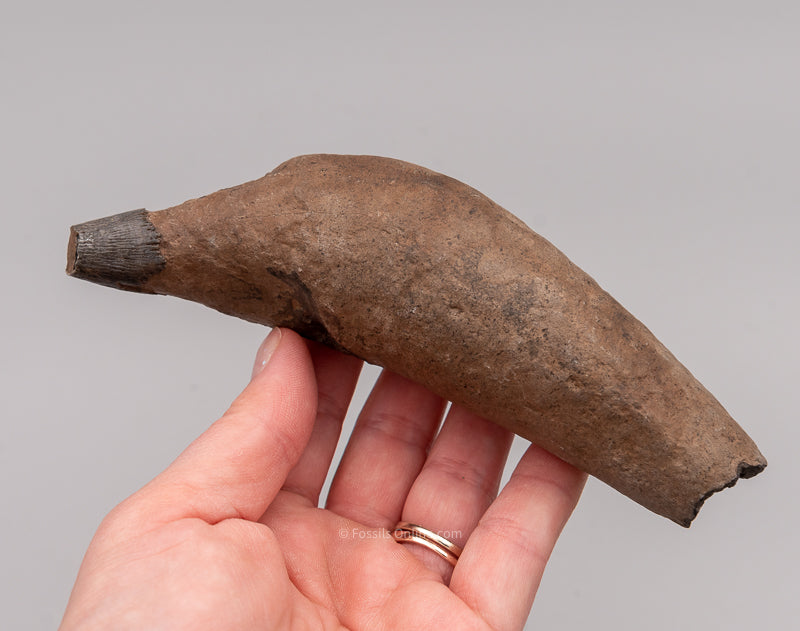 South Carolina River Fossil Whale Tooth  5.71"