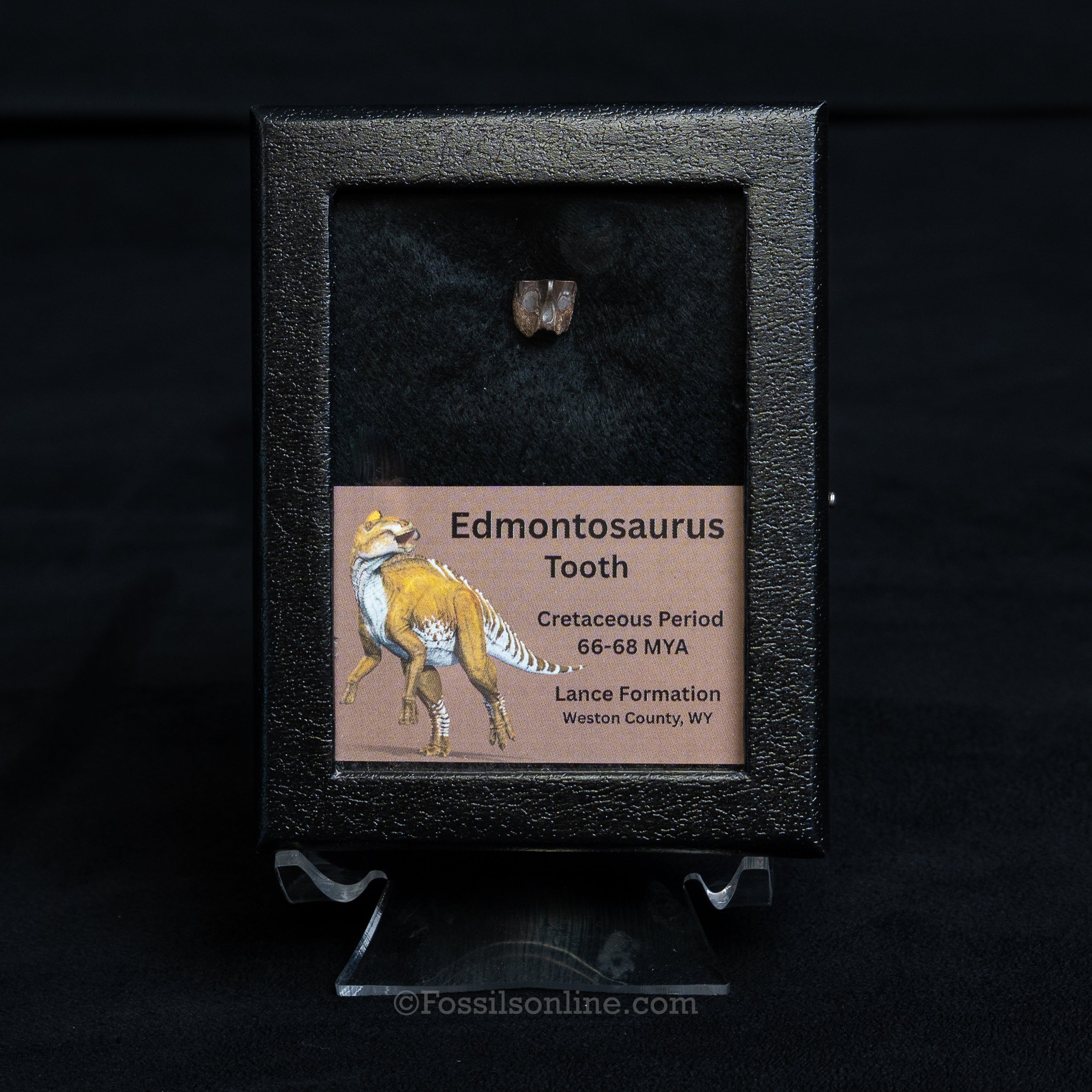 Edmontosaurus tooth in a black display case with educational label