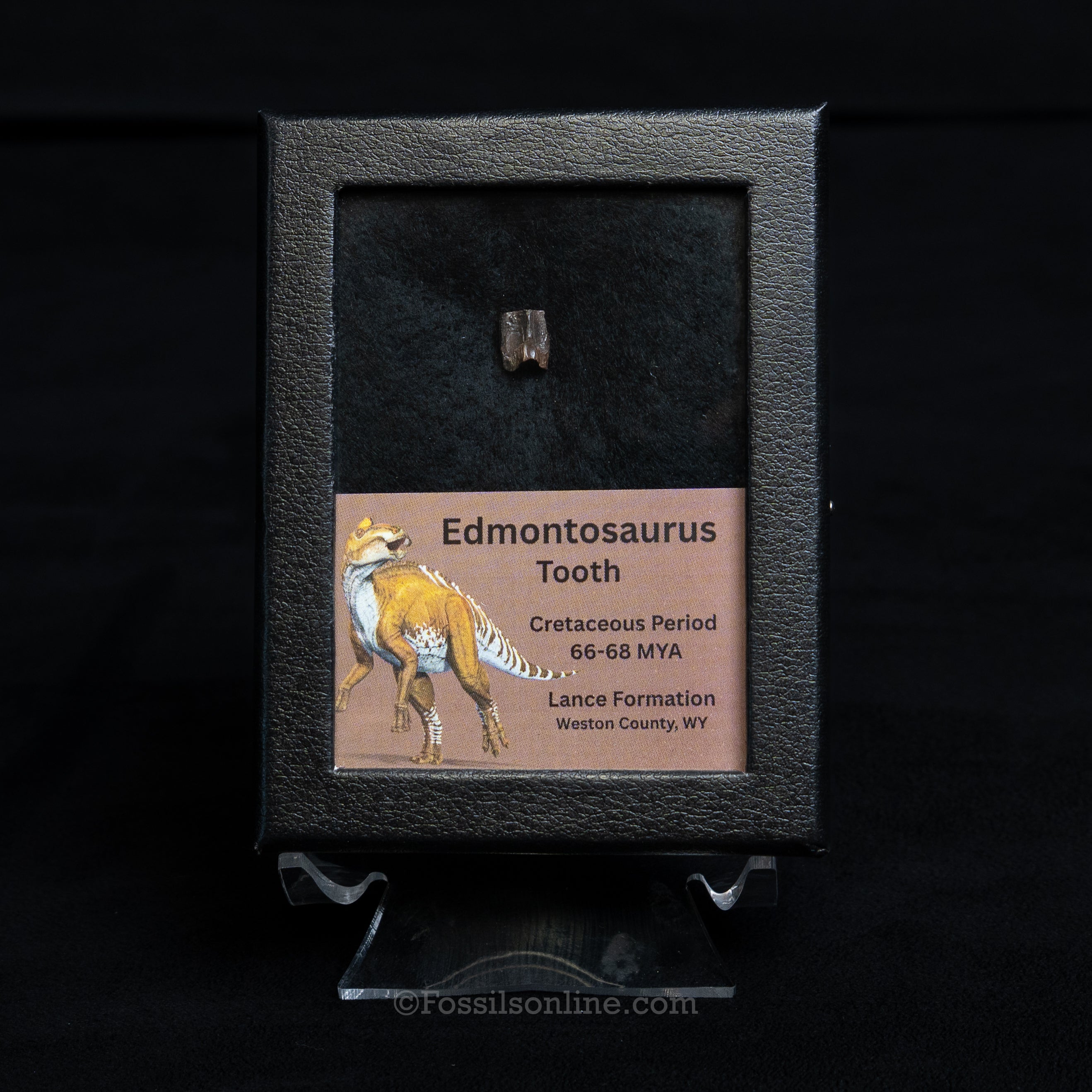 Edmontosaurus Tooth Sm Case