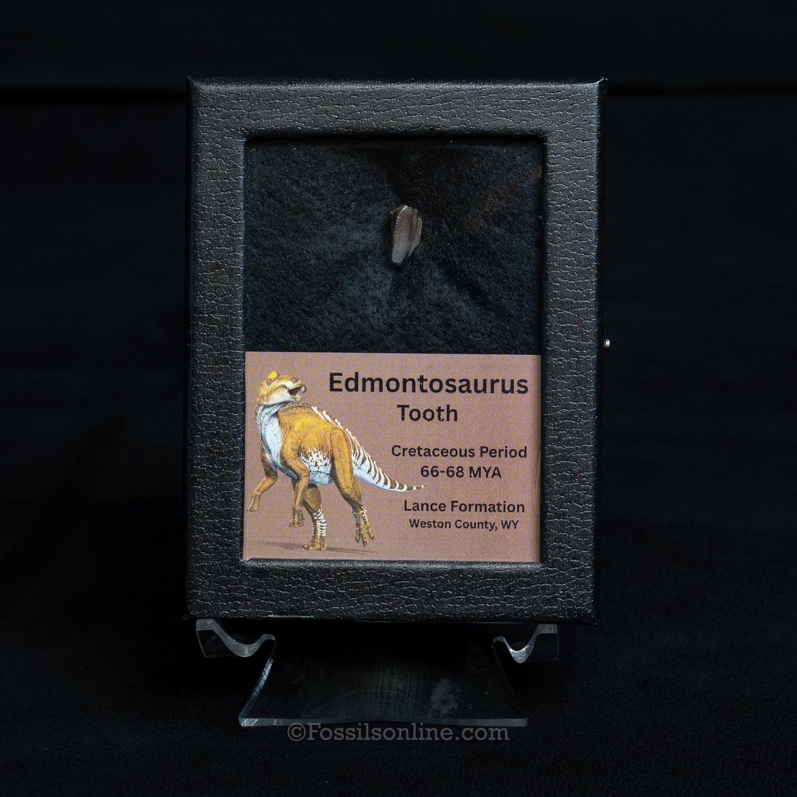 Edmontosaurus Tooth Sm Case