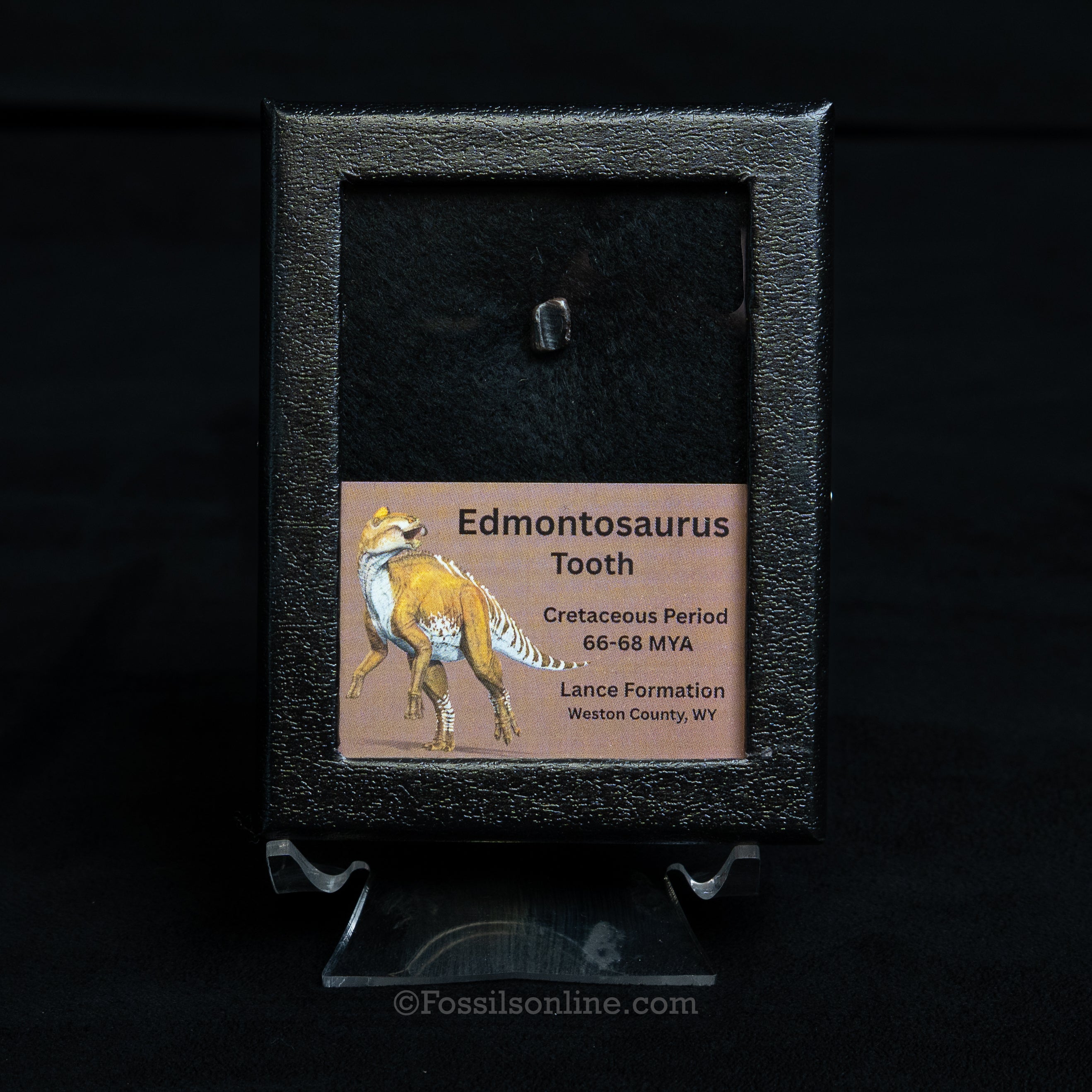 Edmontosaurus Tooth Sm Case