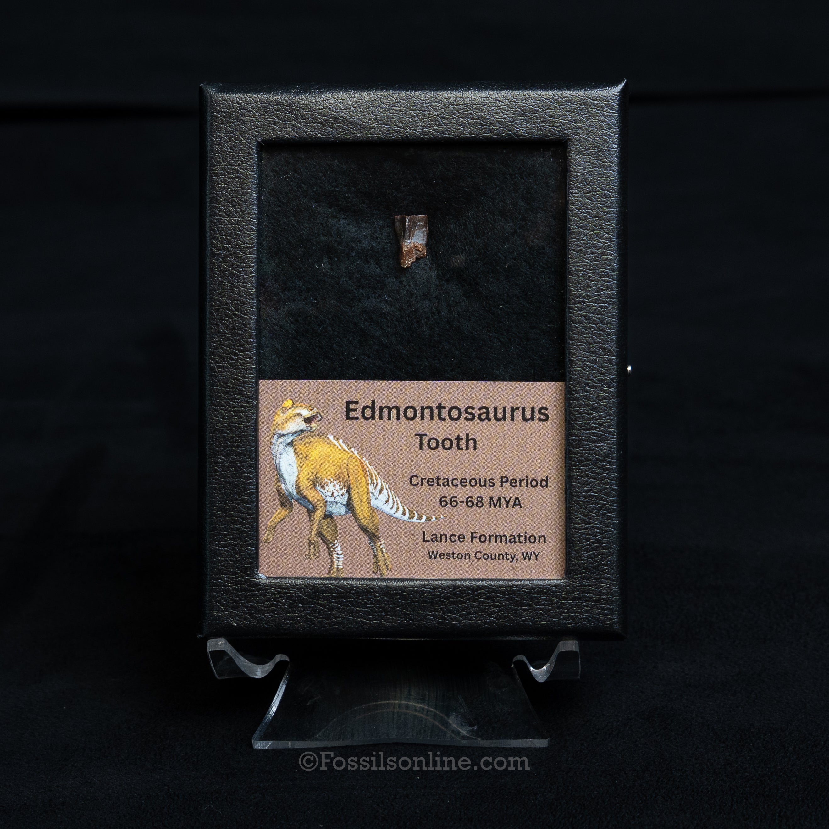 Edmontosaurus Tooth Sm Case