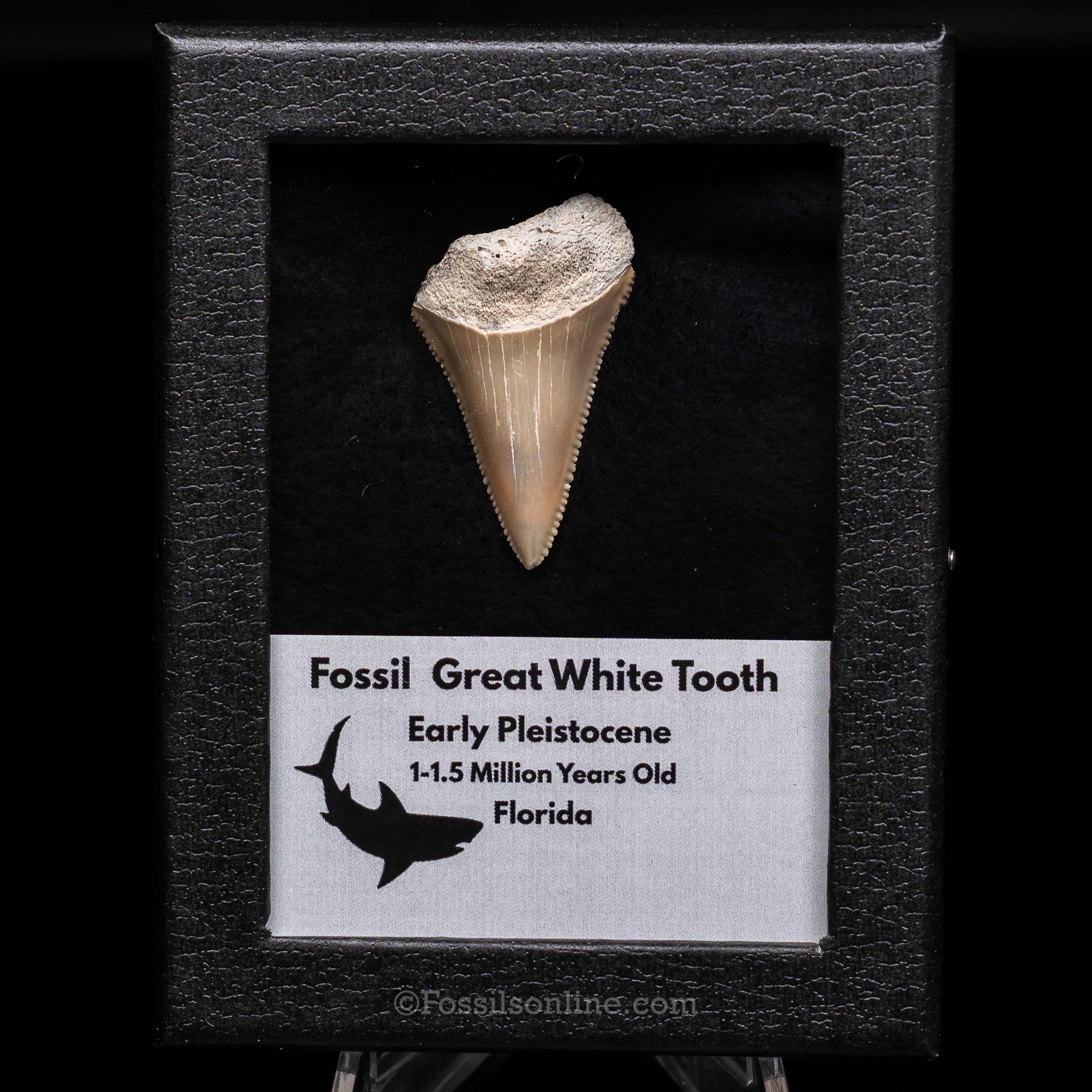 Florida Fossil Great White Tooth in Display Case
