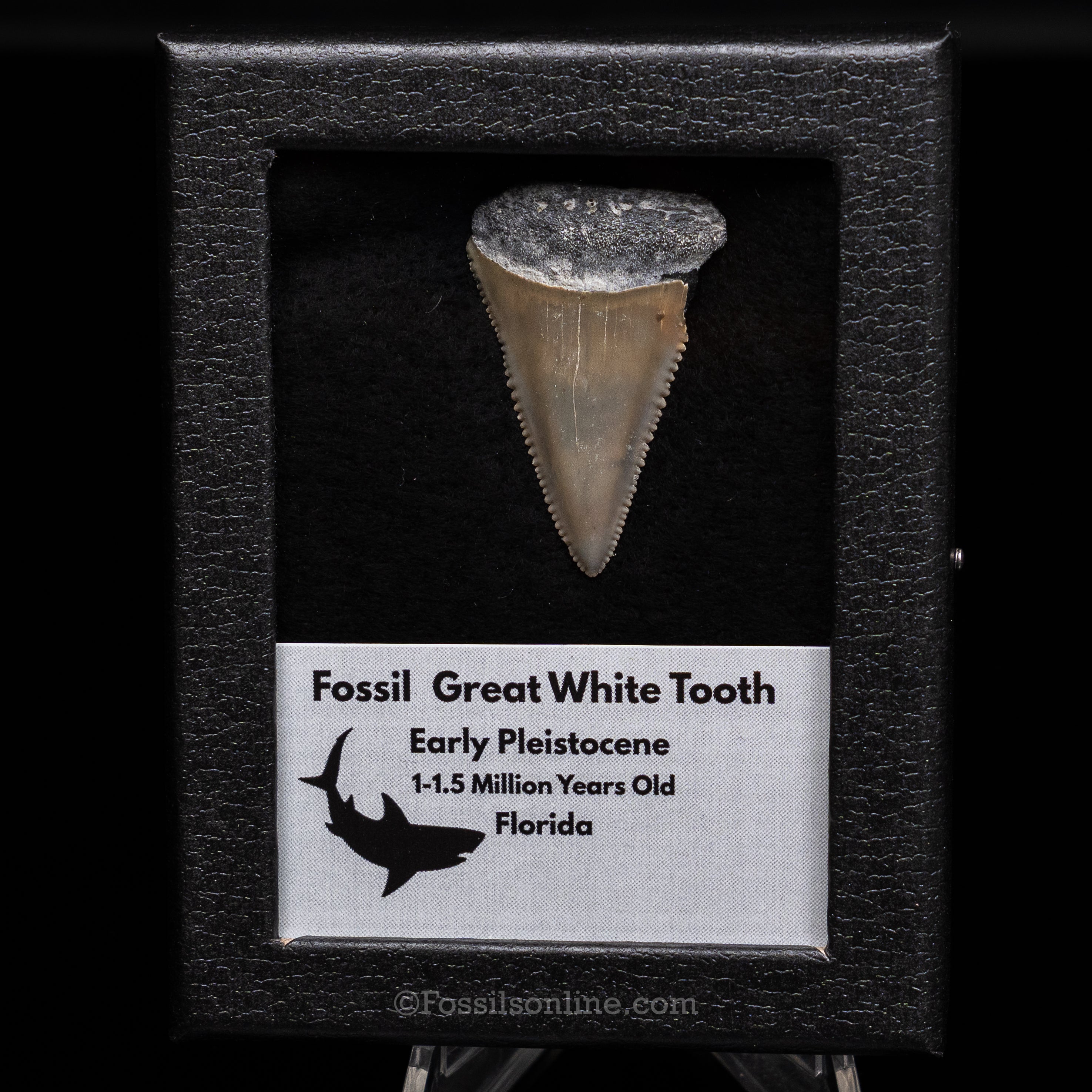 Florida Fossil Great White Tooth in Display Case