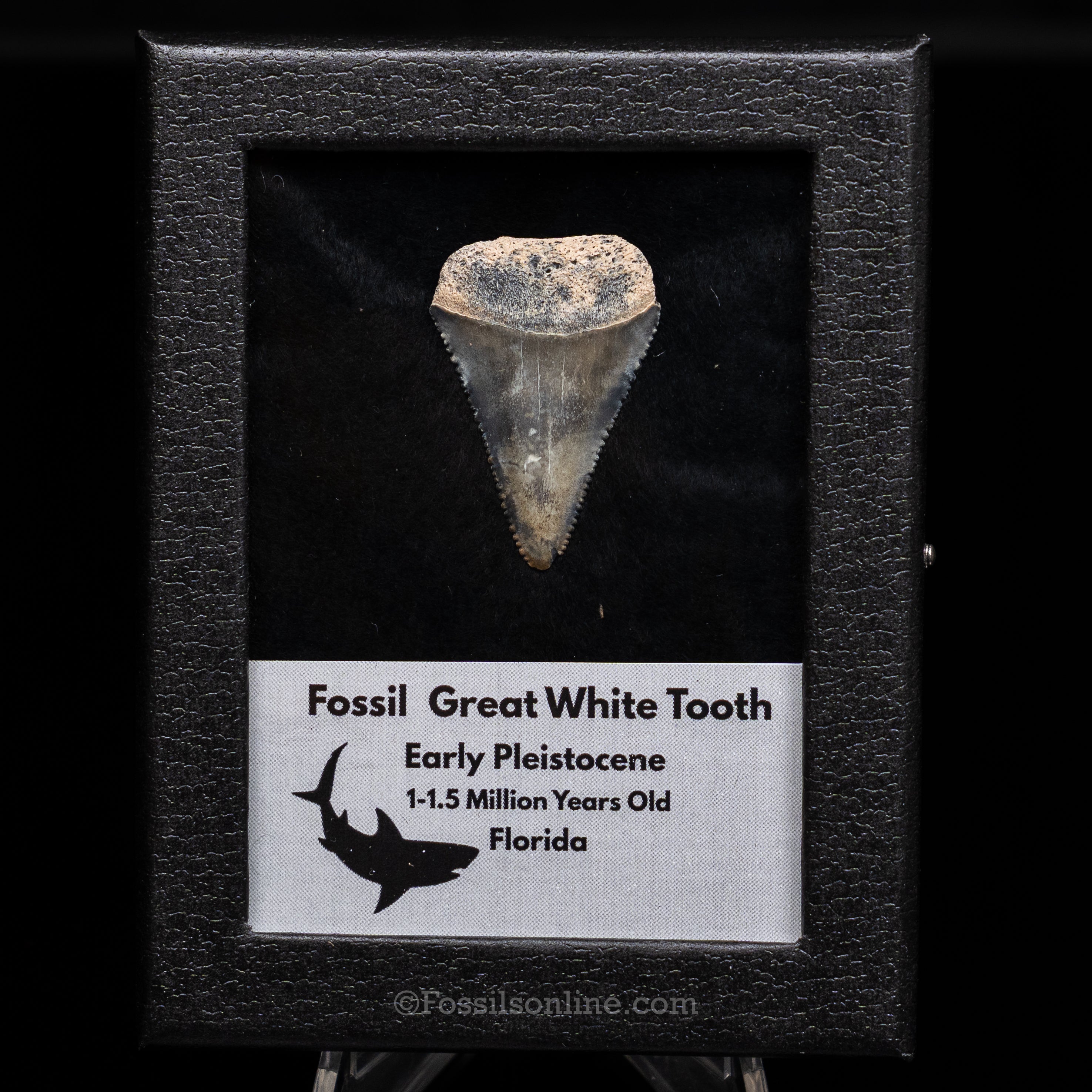 Florida Fossil Great White Tooth in Display Case