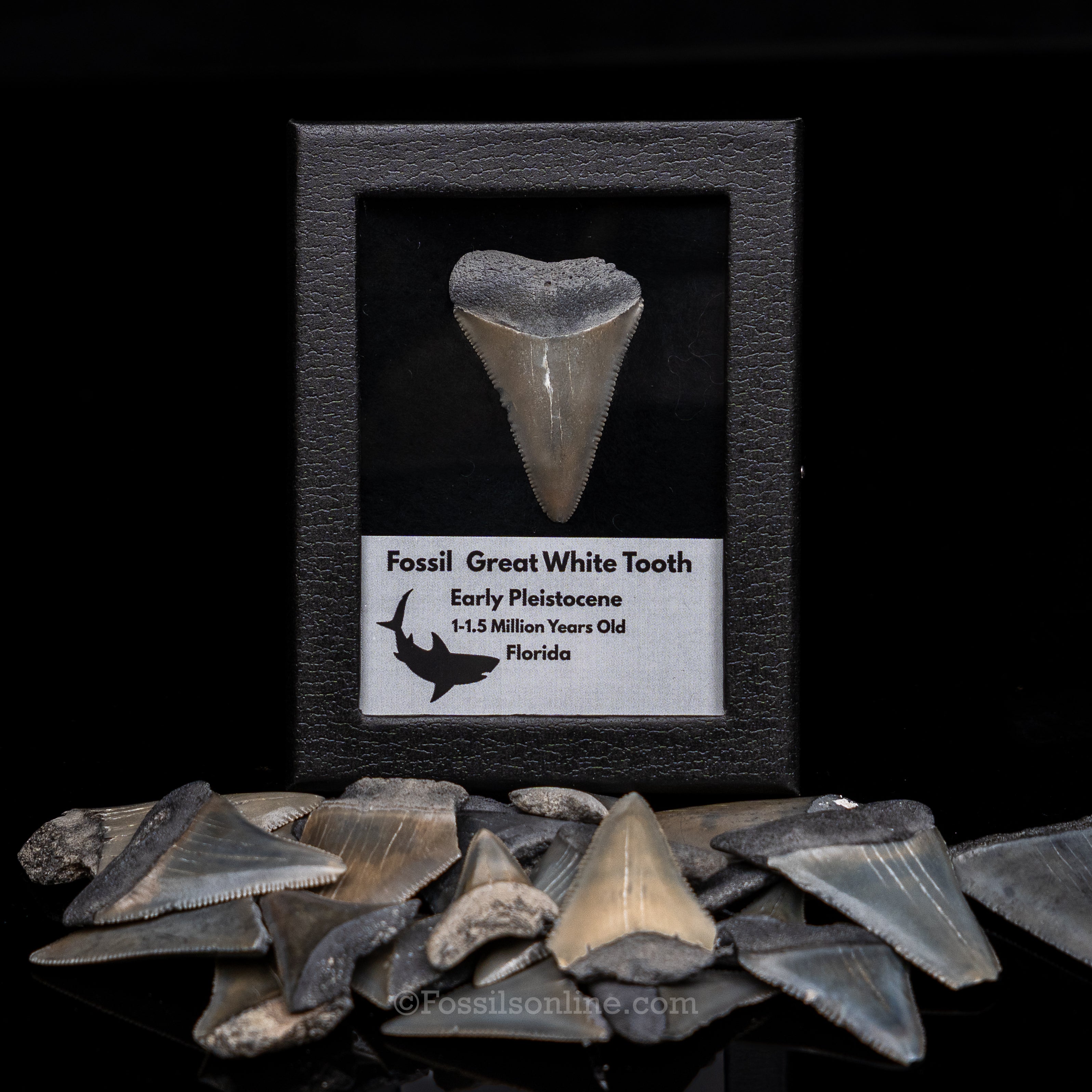 Florida Fossil Great White Tooth in Display Case
