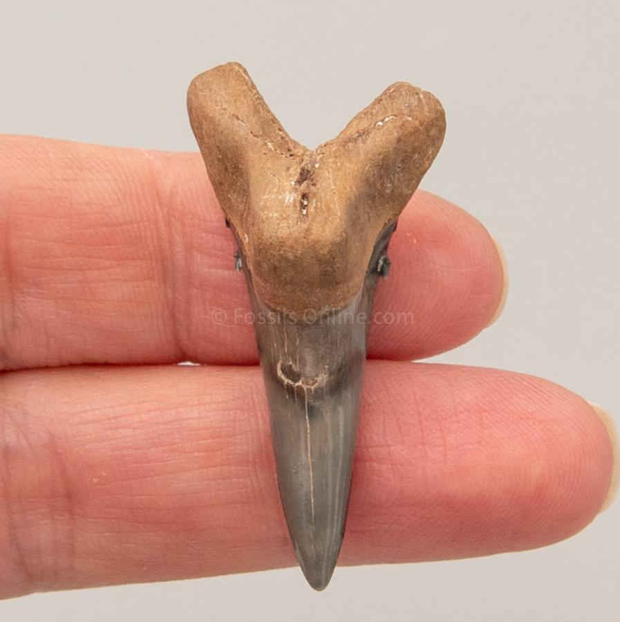 Venice Hemipristis Lower Fossil Tooth  1.59"