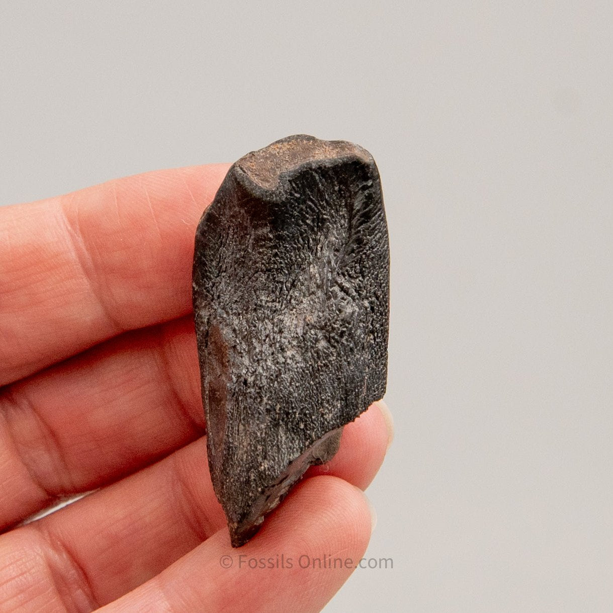 Camarasaurus Real Sauropod Real Dinosaur Tooth for Sale