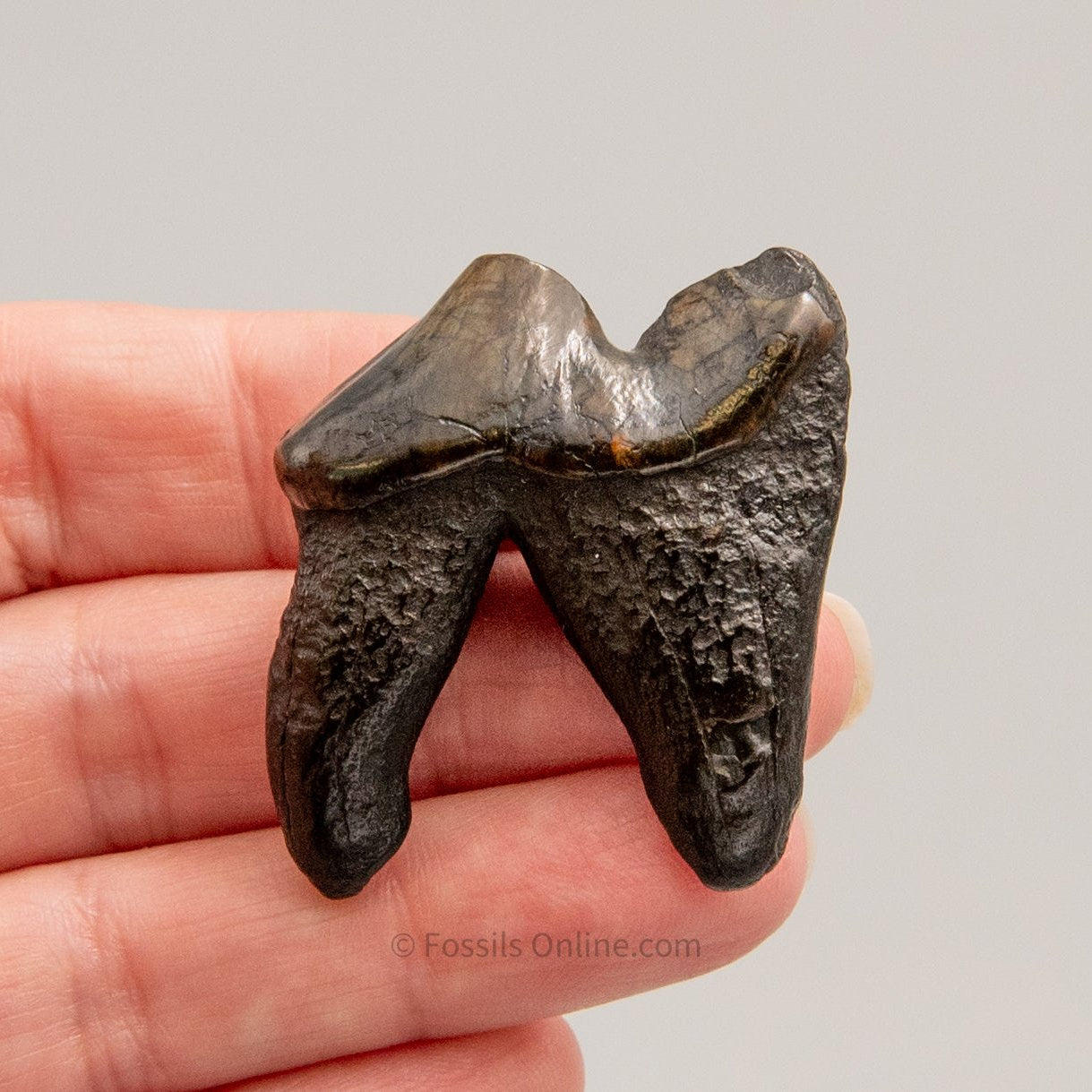 Fossil Dire Wolf Molar