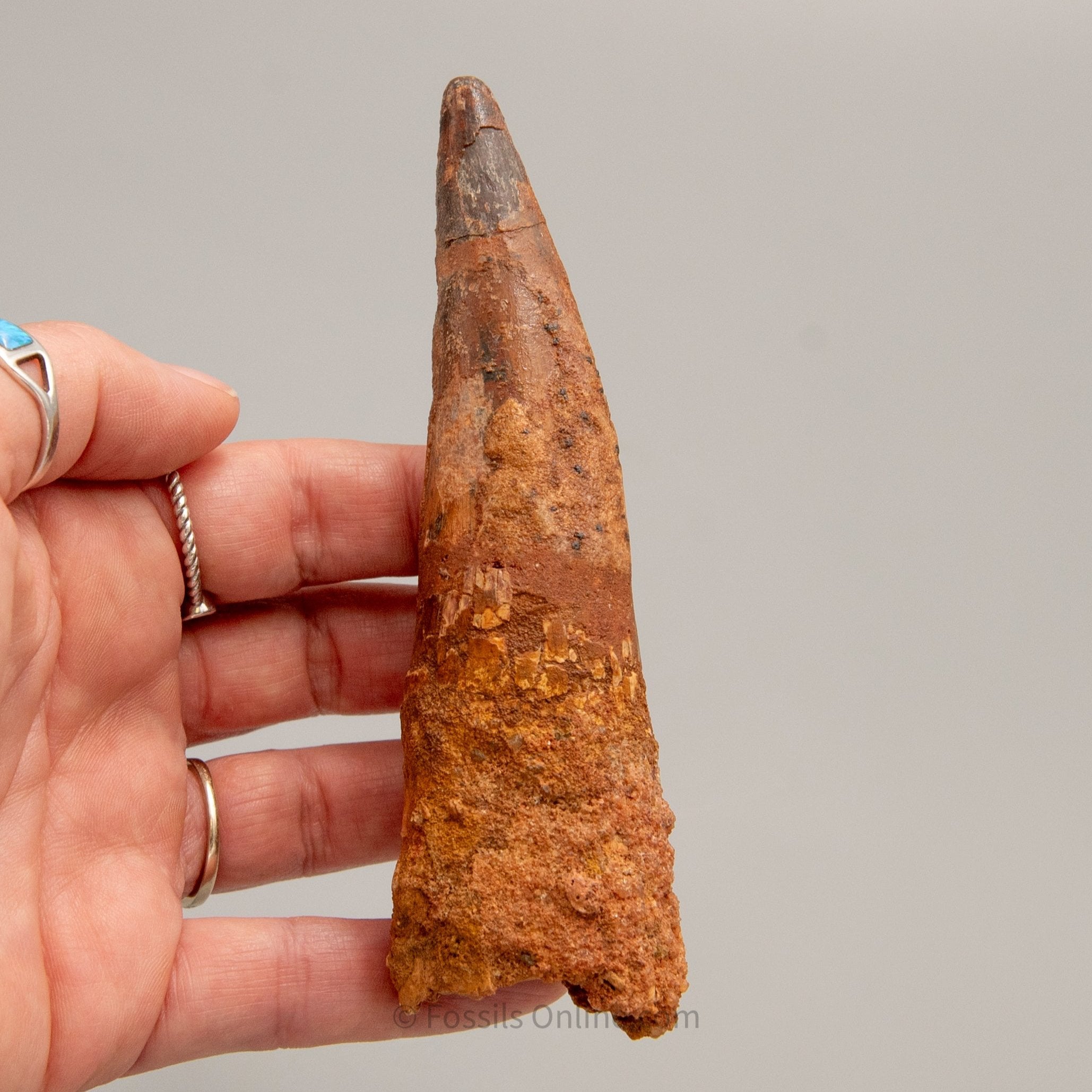 LG Spinosaurus Dinosaur Tooth