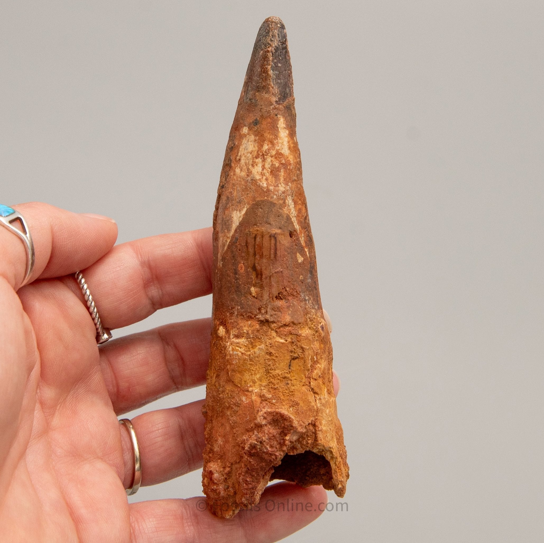 LG Spinosaurus Dinosaur Tooth