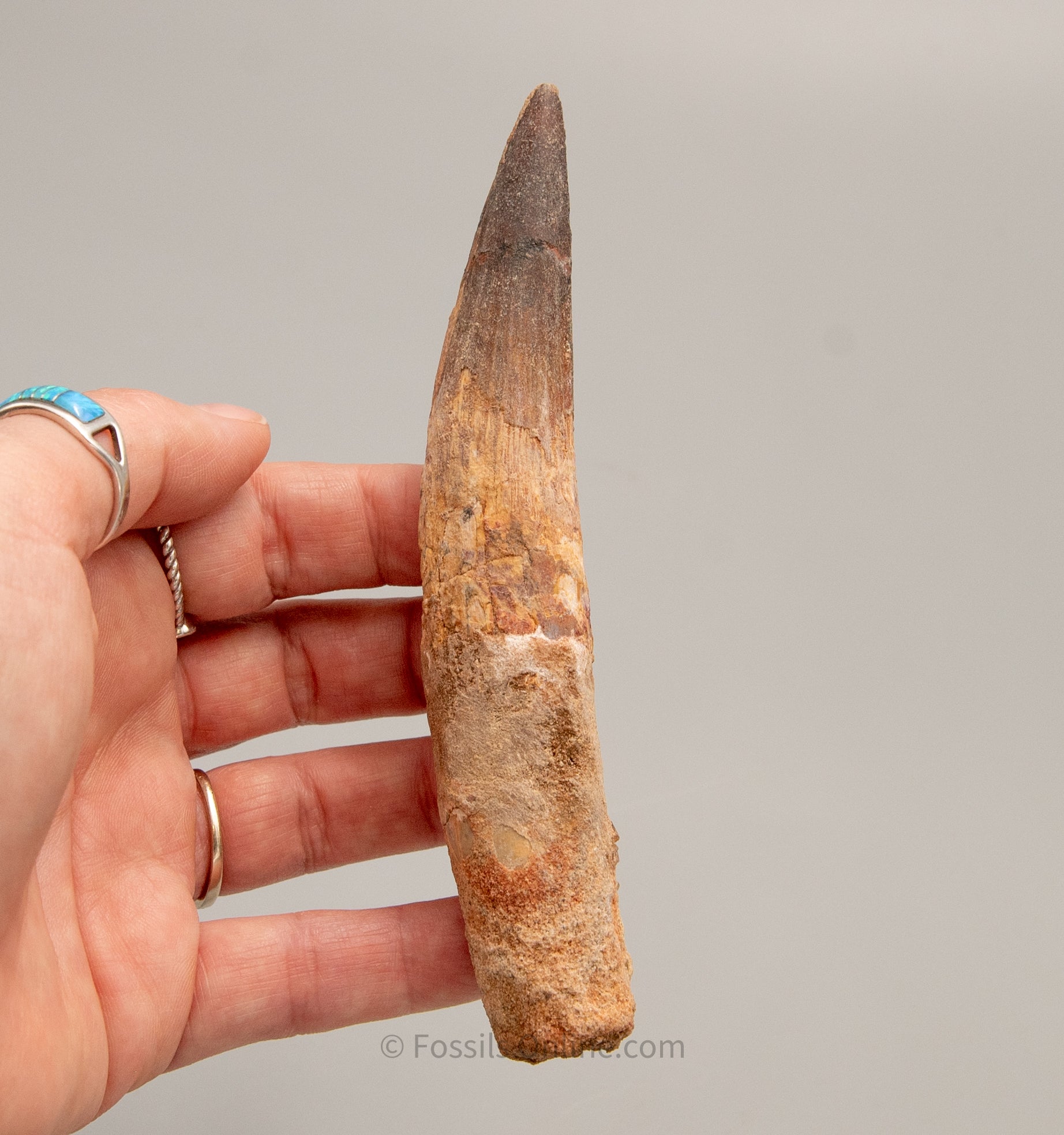 LG Spinosaurus Dinosaur Tooth