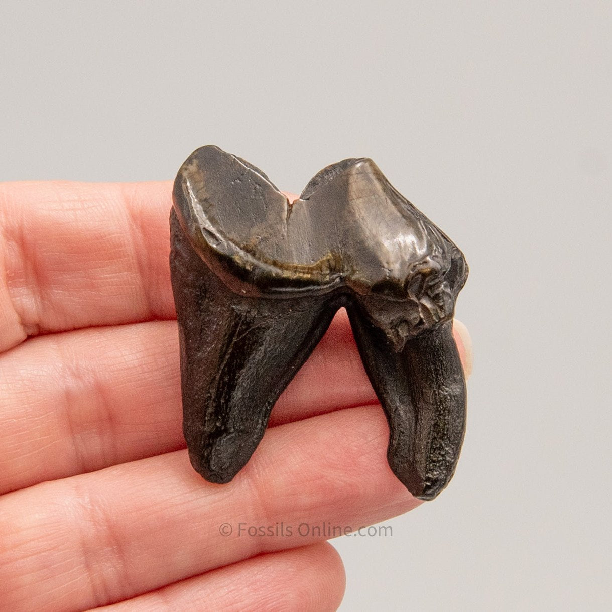 Fossil Dire Wolf Molar