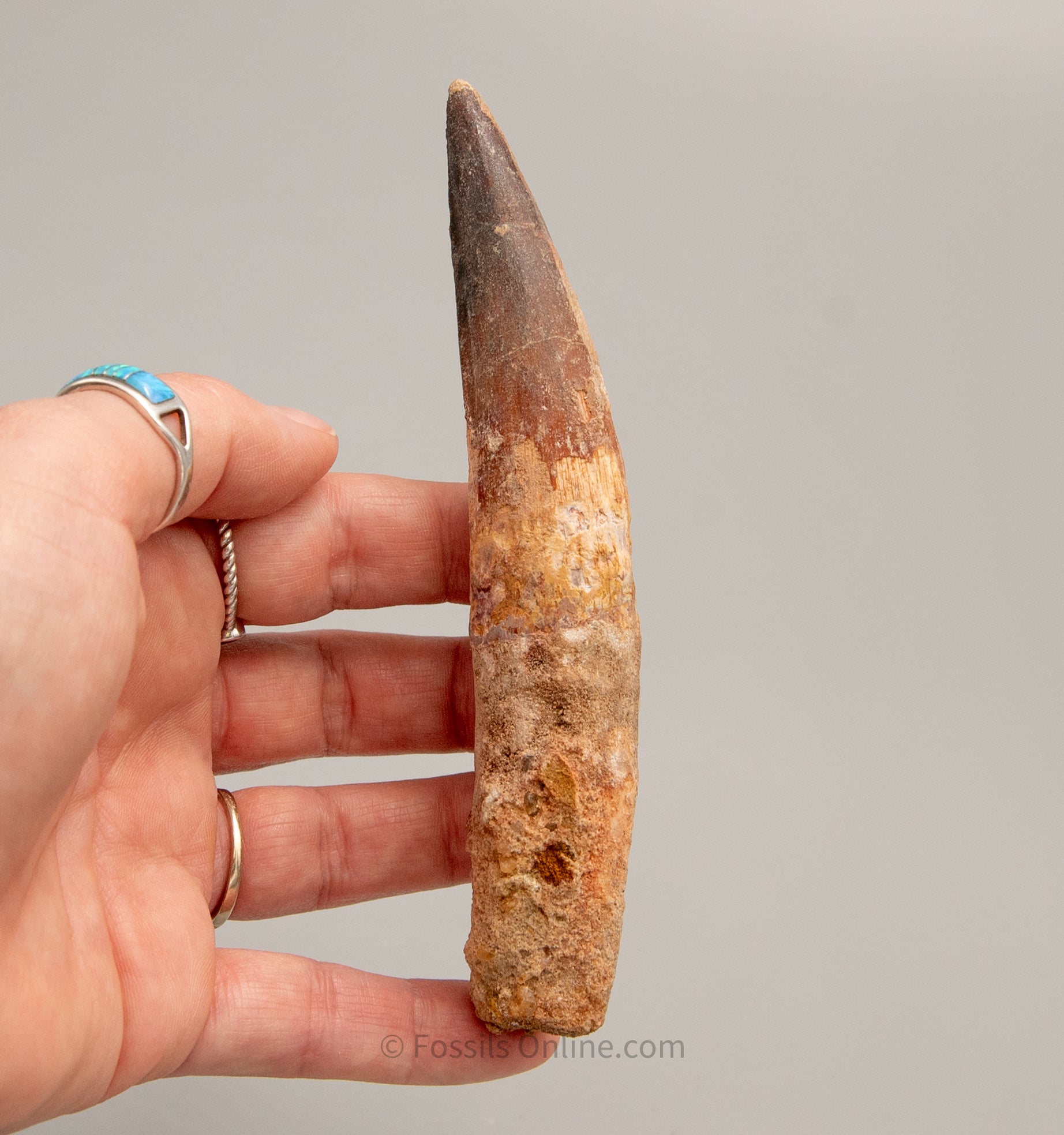 LG Spinosaurus Dinosaur Tooth