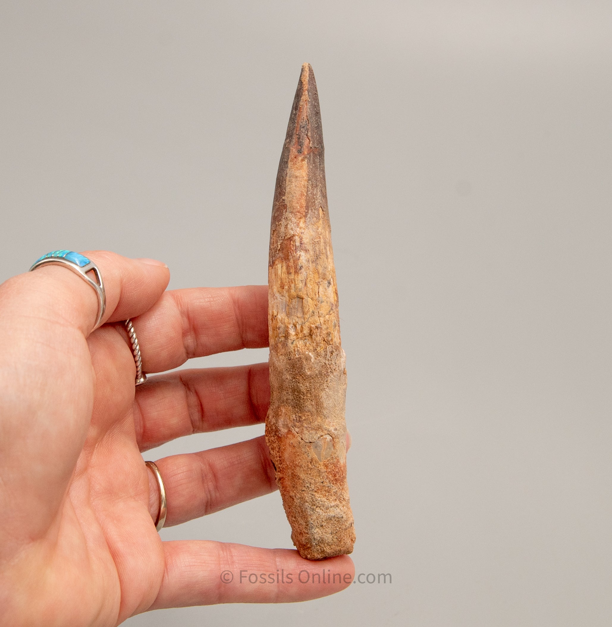 LG Spinosaurus Dinosaur Tooth