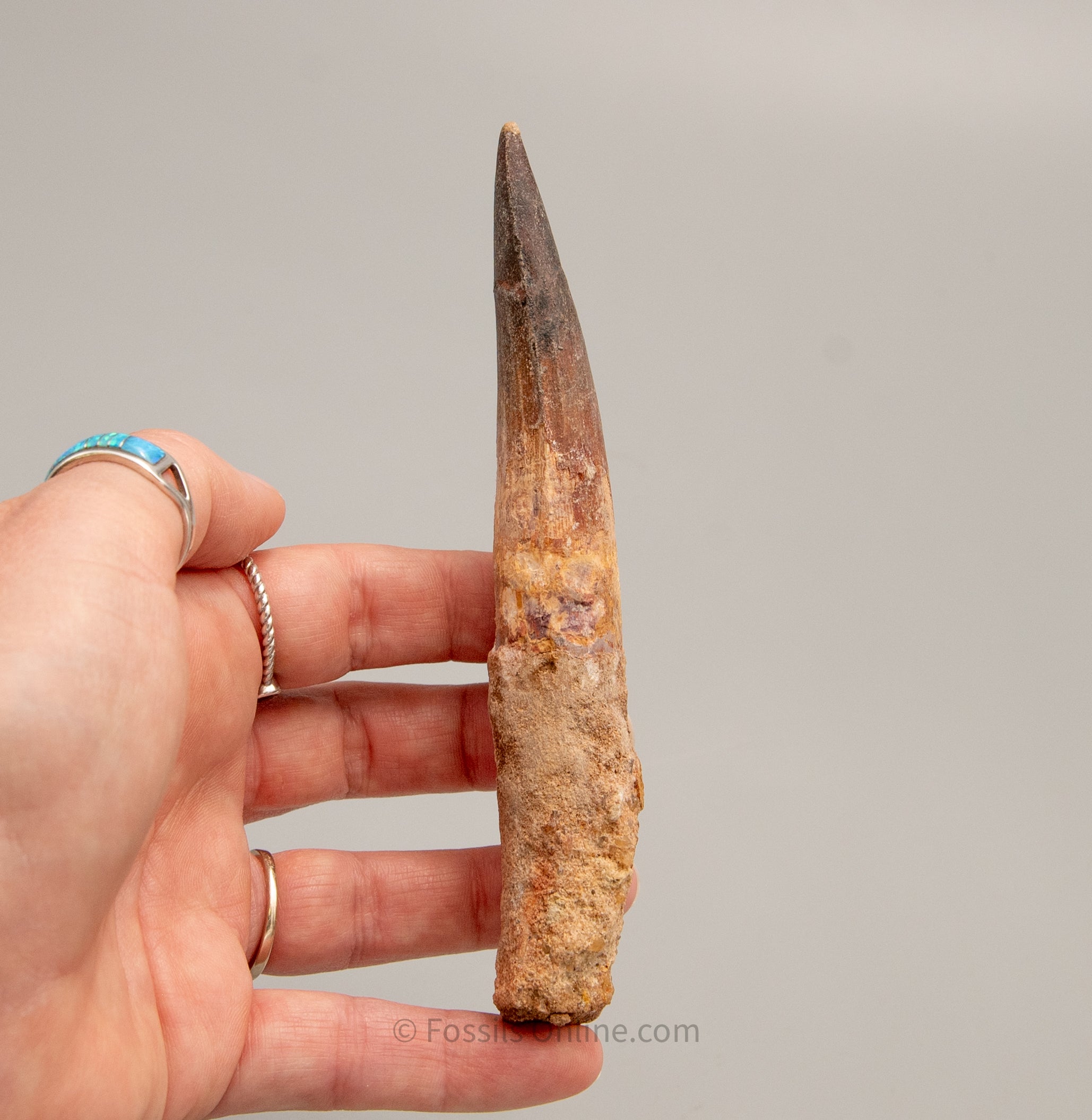 LG Spinosaurus Dinosaur Tooth