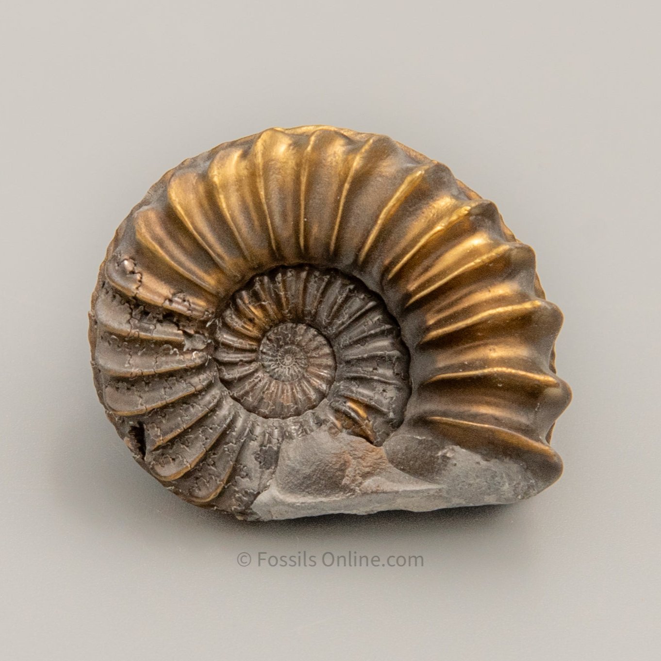 Fossil Pyritized Ammonite Pleuroceras Jurassic Germany