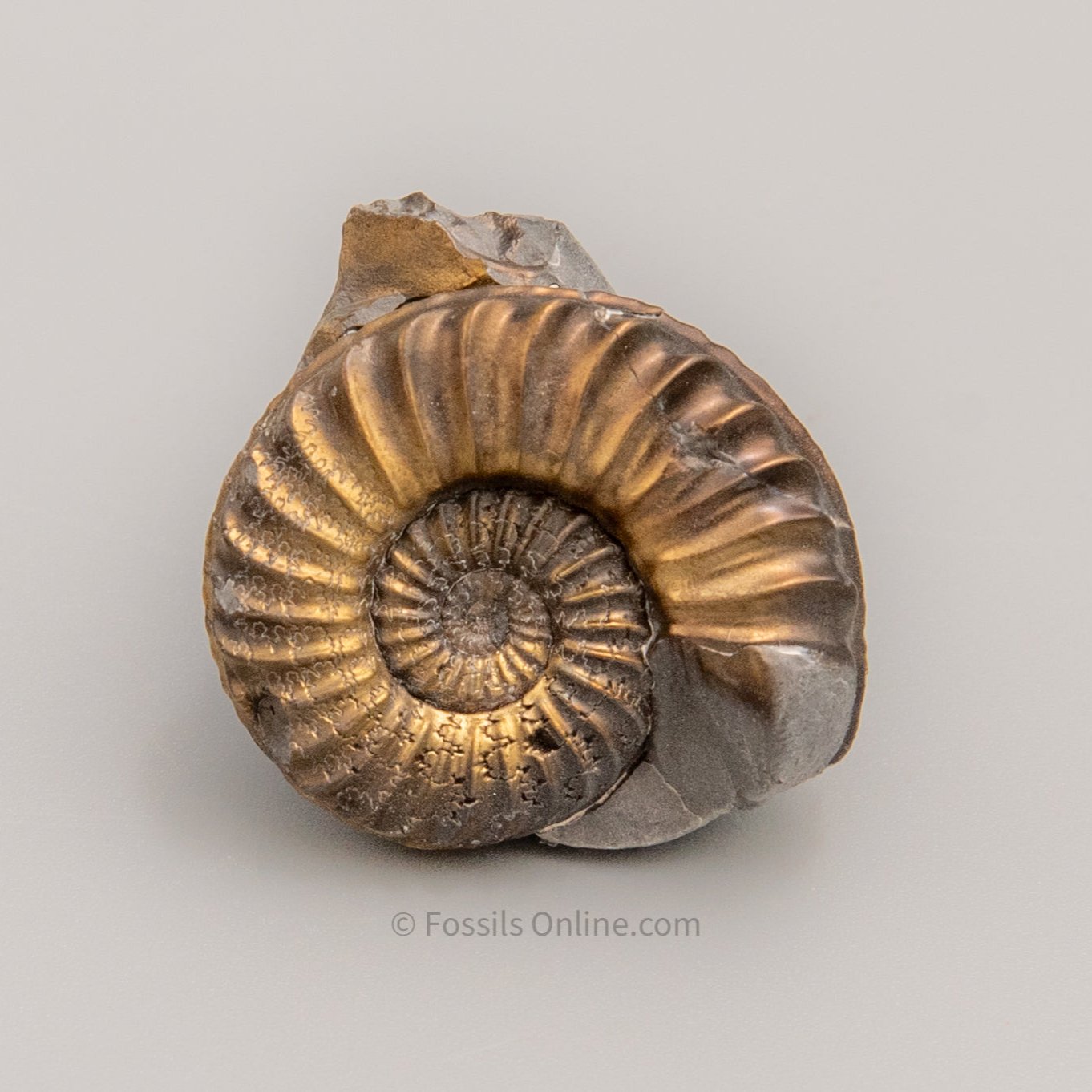 Fossil Pyritized Ammonite Pleuroceras Jurassic Germany