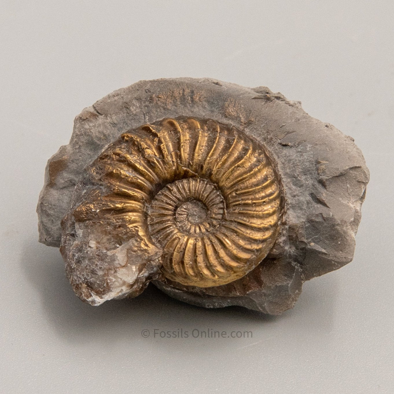 Fossil Pyritized Ammonite Pleuroceras Jurassic Germany