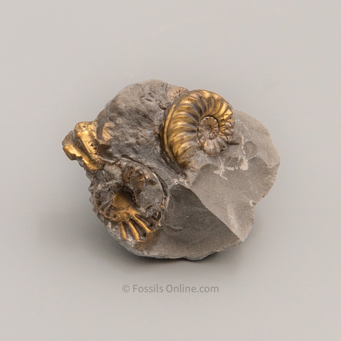 Fossil Pyritized Ammonite Pleuroceras Custer Jurassic Germany