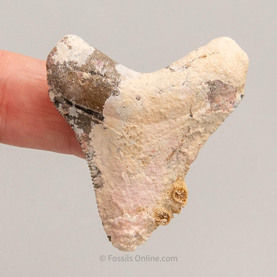 Encrusted Venice Megalodon Fossil Tooth 1.88"