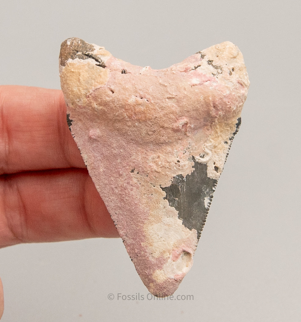 Encrusted Venice Megalodon Fossil Tooth 2.3"