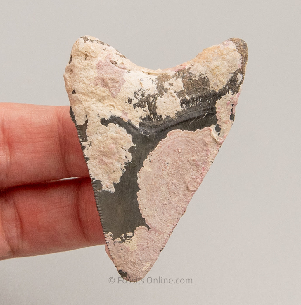 Encrusted Venice Megalodon Fossil Tooth 2.3"