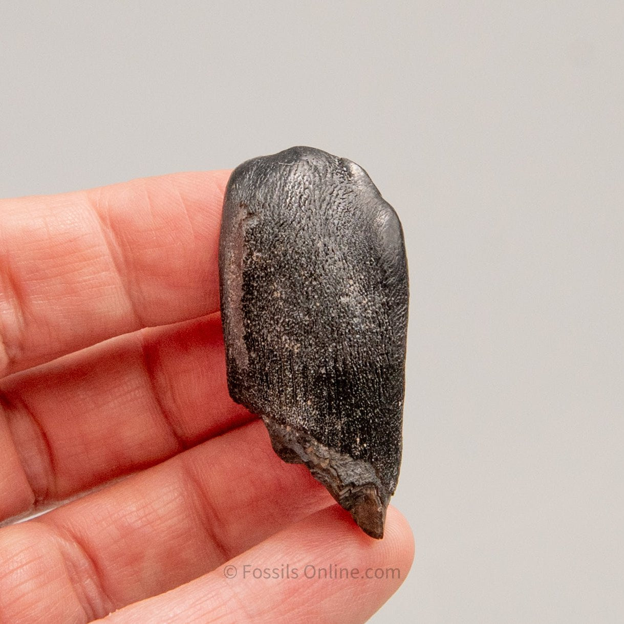 Camarasaurus Real Sauropod Dinosaur Tooth