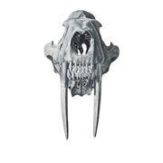 Authentic Fossils for Sale -- Buy Fossils Online logo