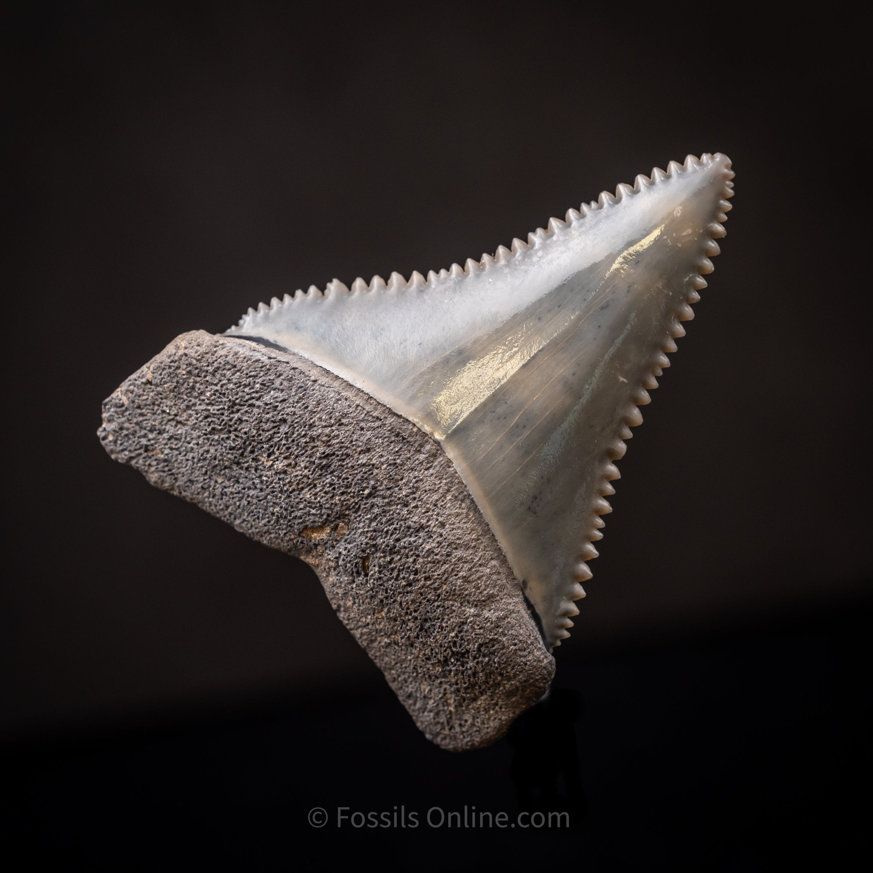 Fossil Great White Tooth 1.59"