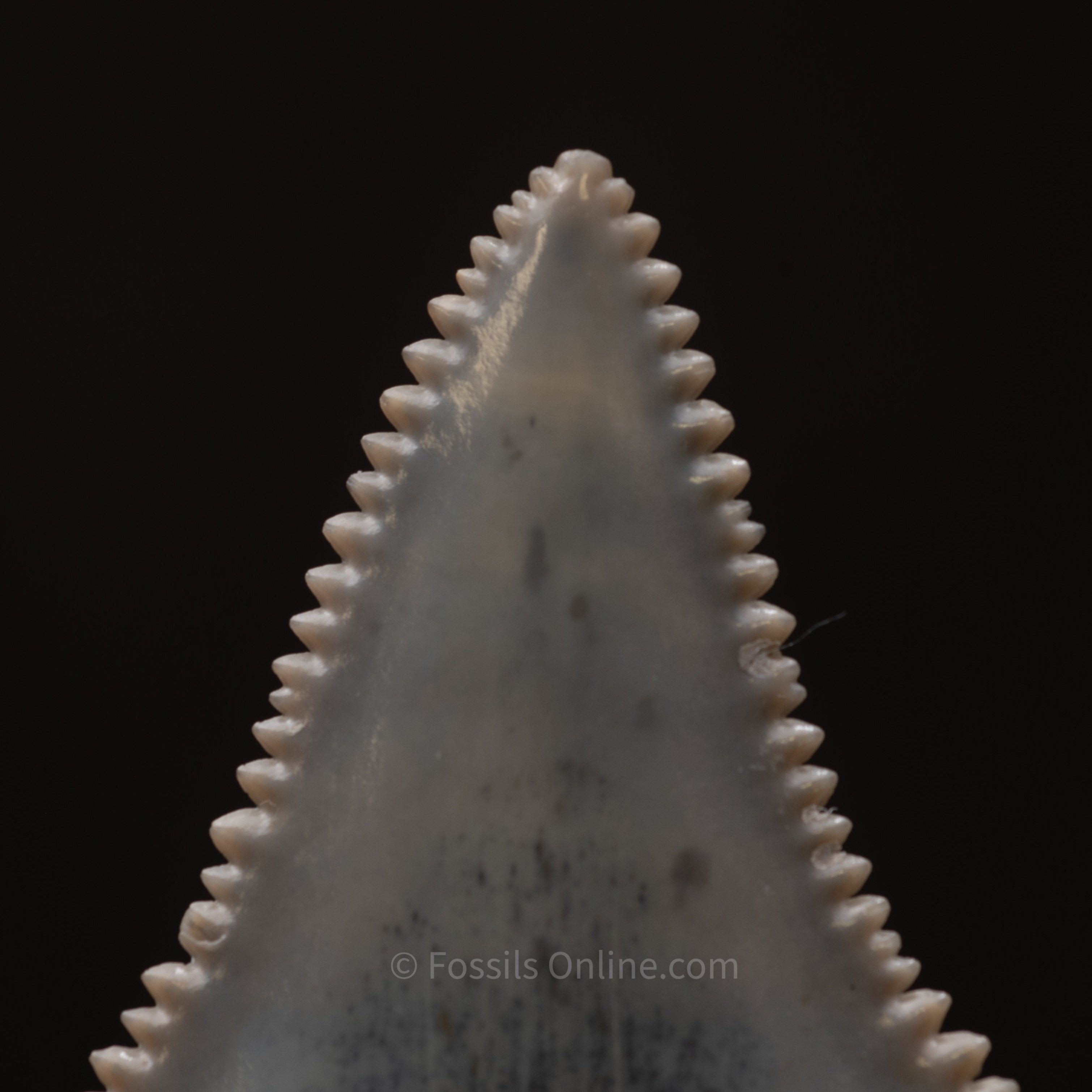 Fossil Great White Tooth 1.59"