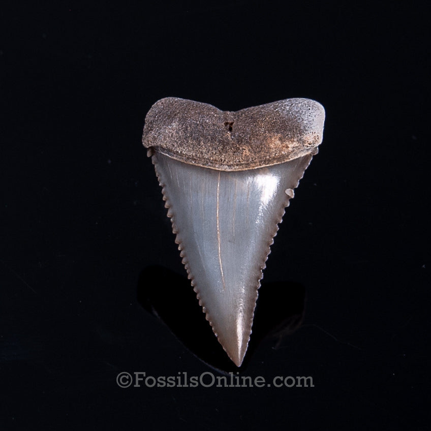 Fossil Great White Peru 1.32"