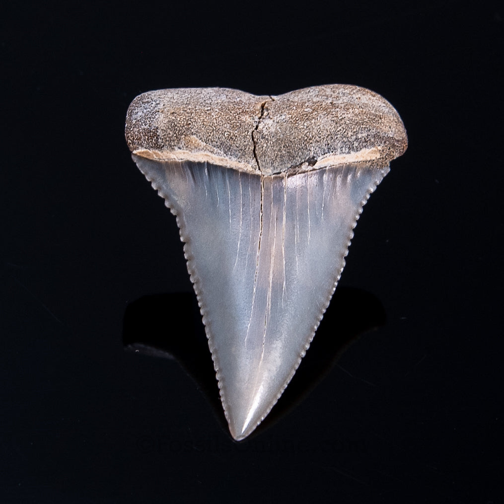 Fossil Great White Peru 1.86"