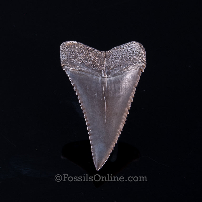 Fossil Great White Peru 1.32"