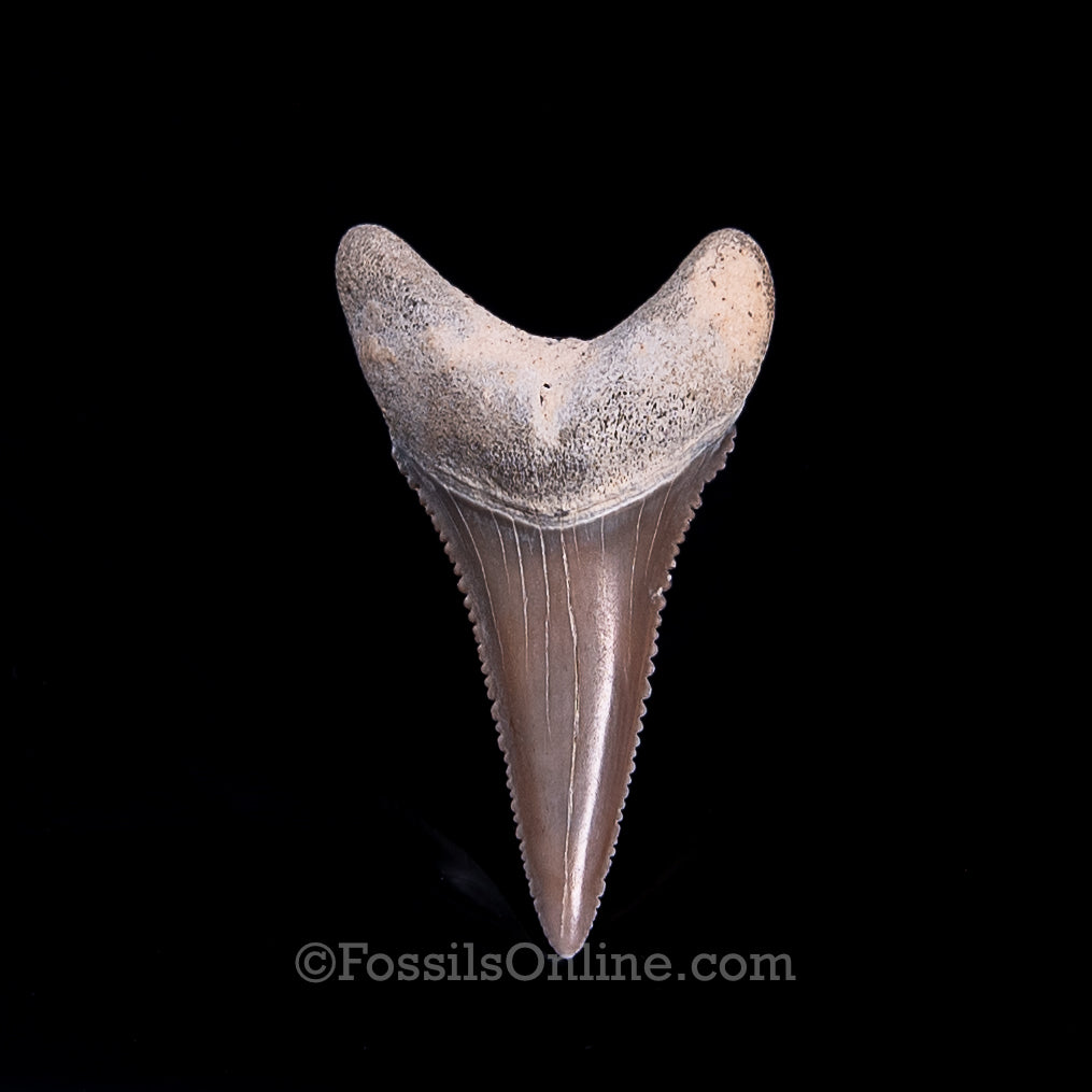 Fossil Great White Peru 1.66"