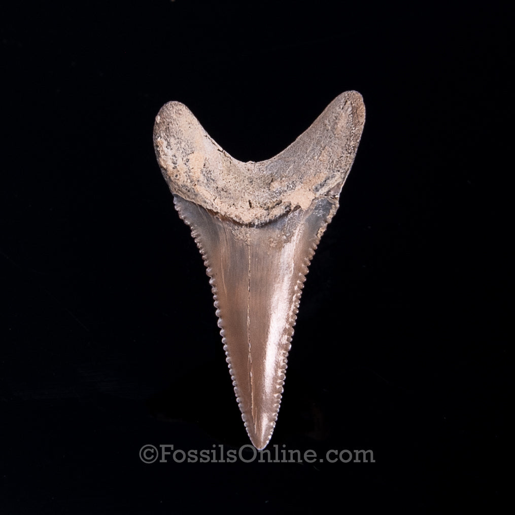 Fossil Great White Peru 1.66"