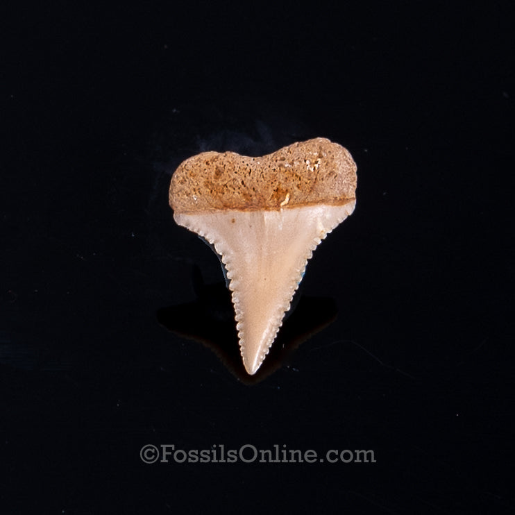 Fossil Great White Chile .85"