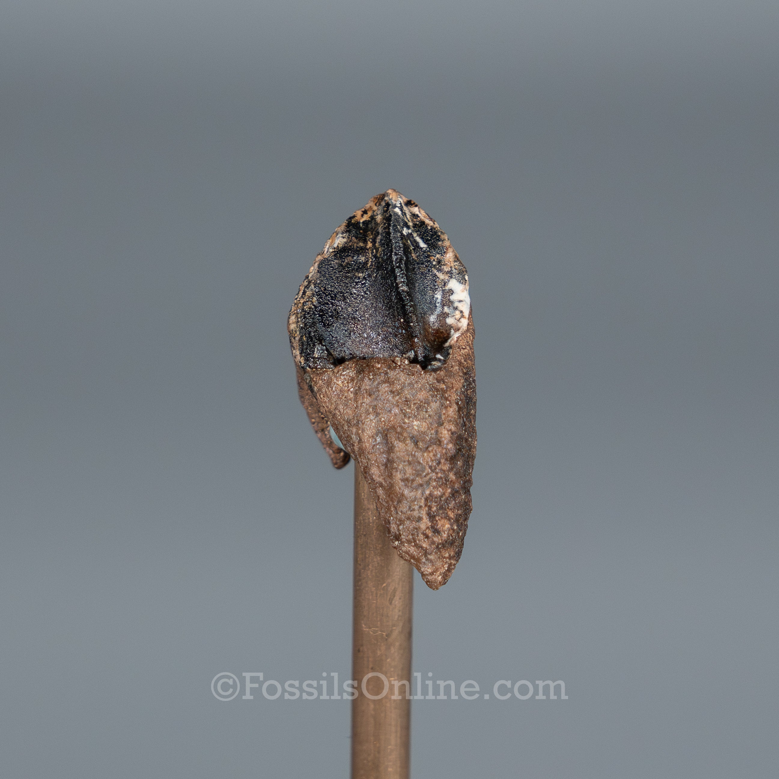 Rooted Triceratops Tooth
