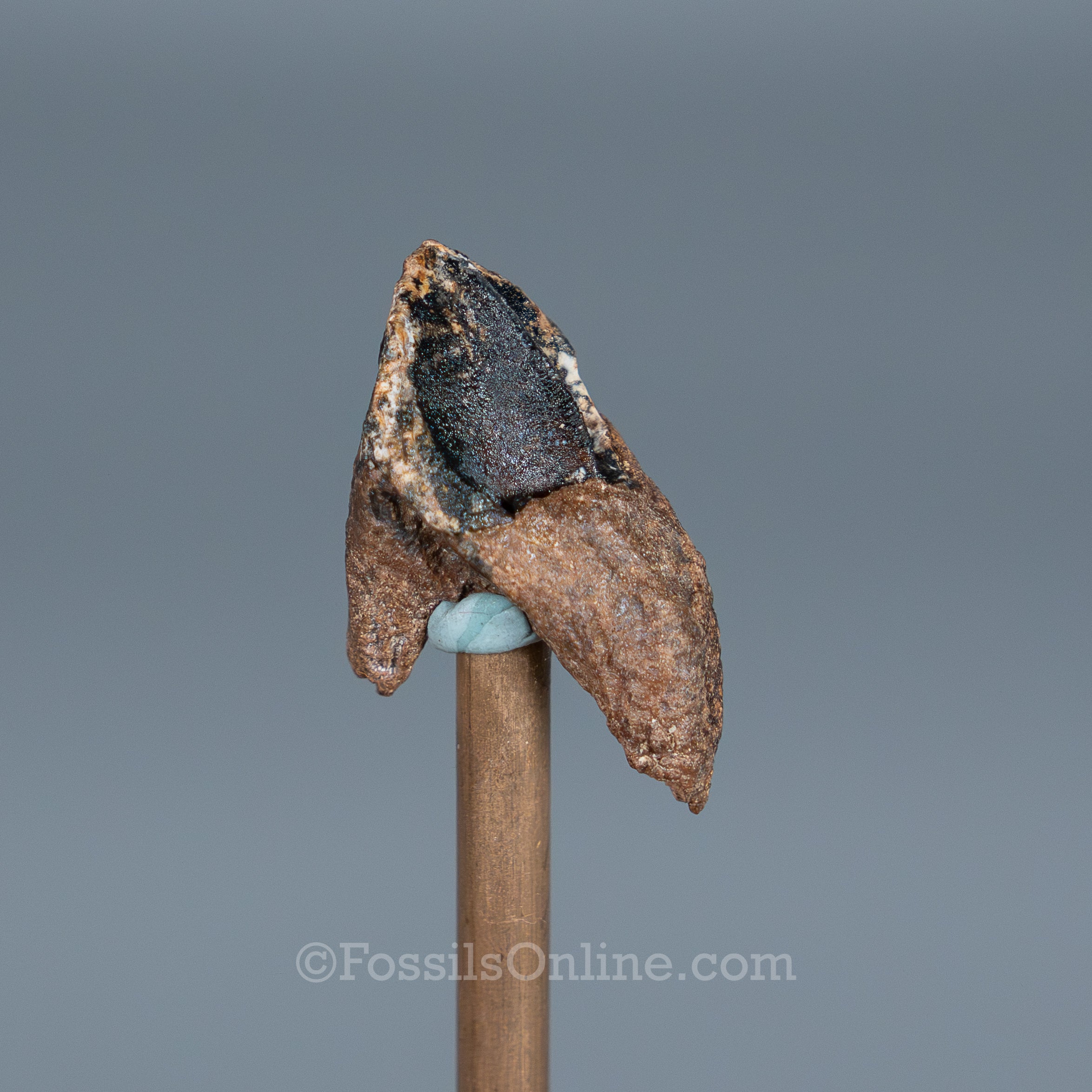Rooted Triceratops Tooth