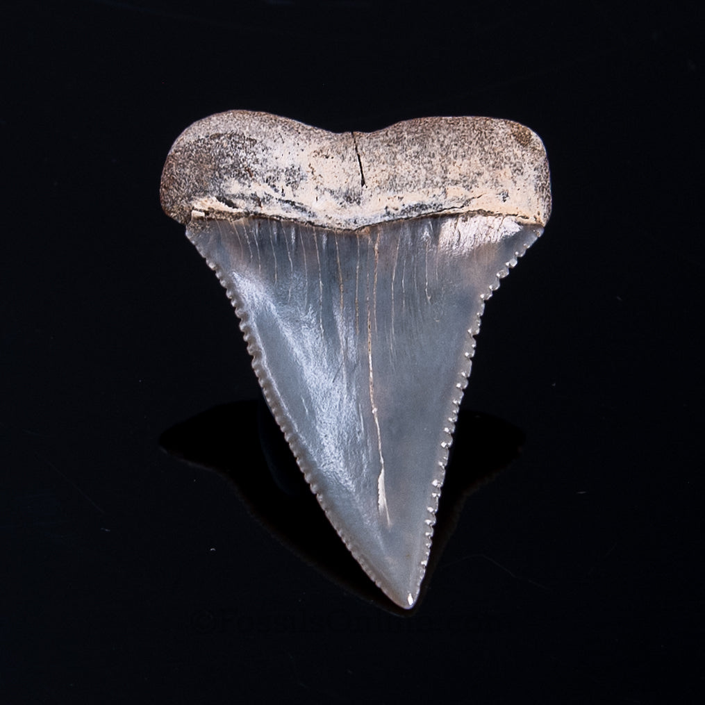 Fossil Great White Peru 1.86"