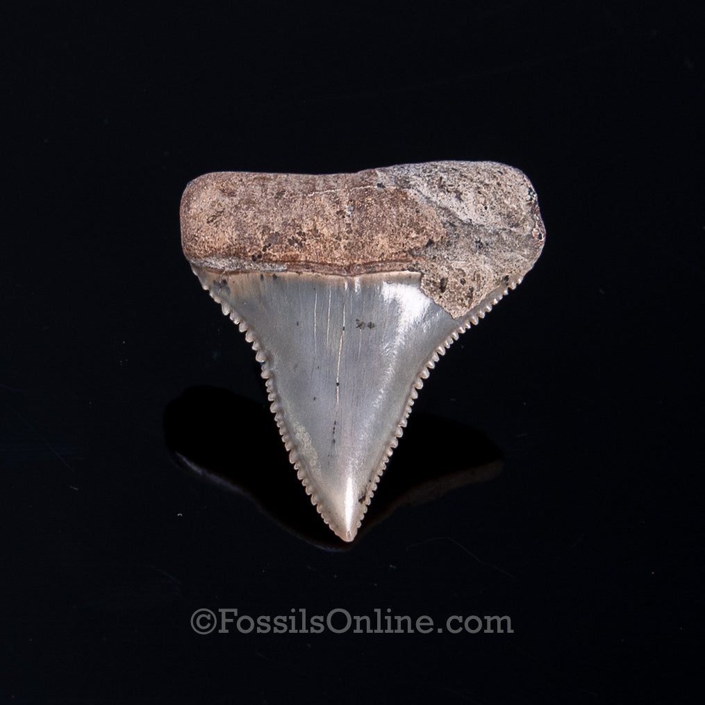 Fossil Great White Chile 1.44"