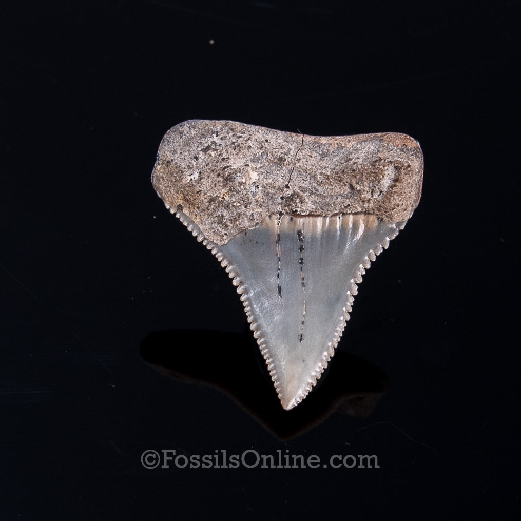 Fossil Great White Chile 1.44"