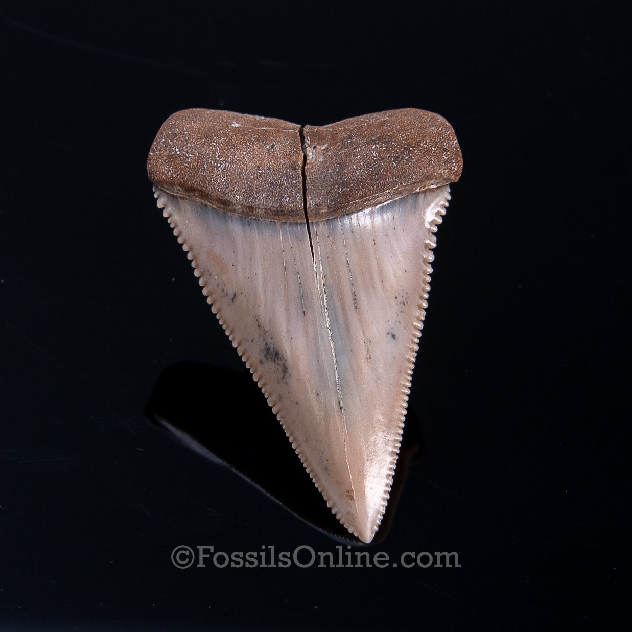 Fossil Great White Peru 2.25"