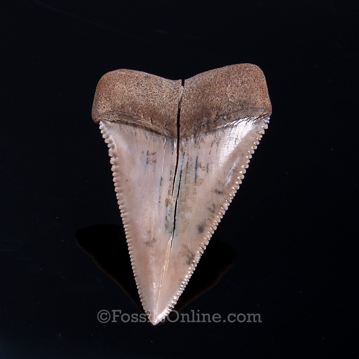 Fossil Great White Peru 2.25"
