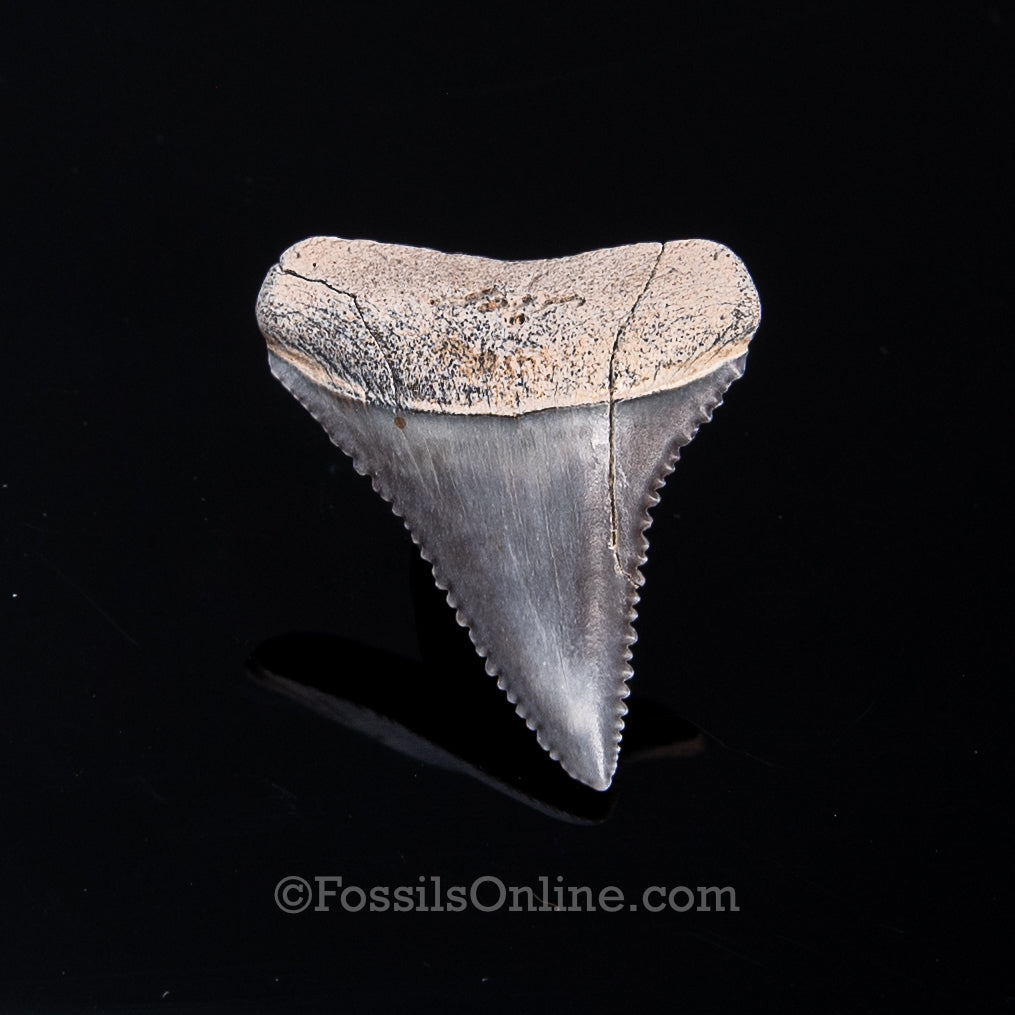 Fossil Great White Peru 1.48"