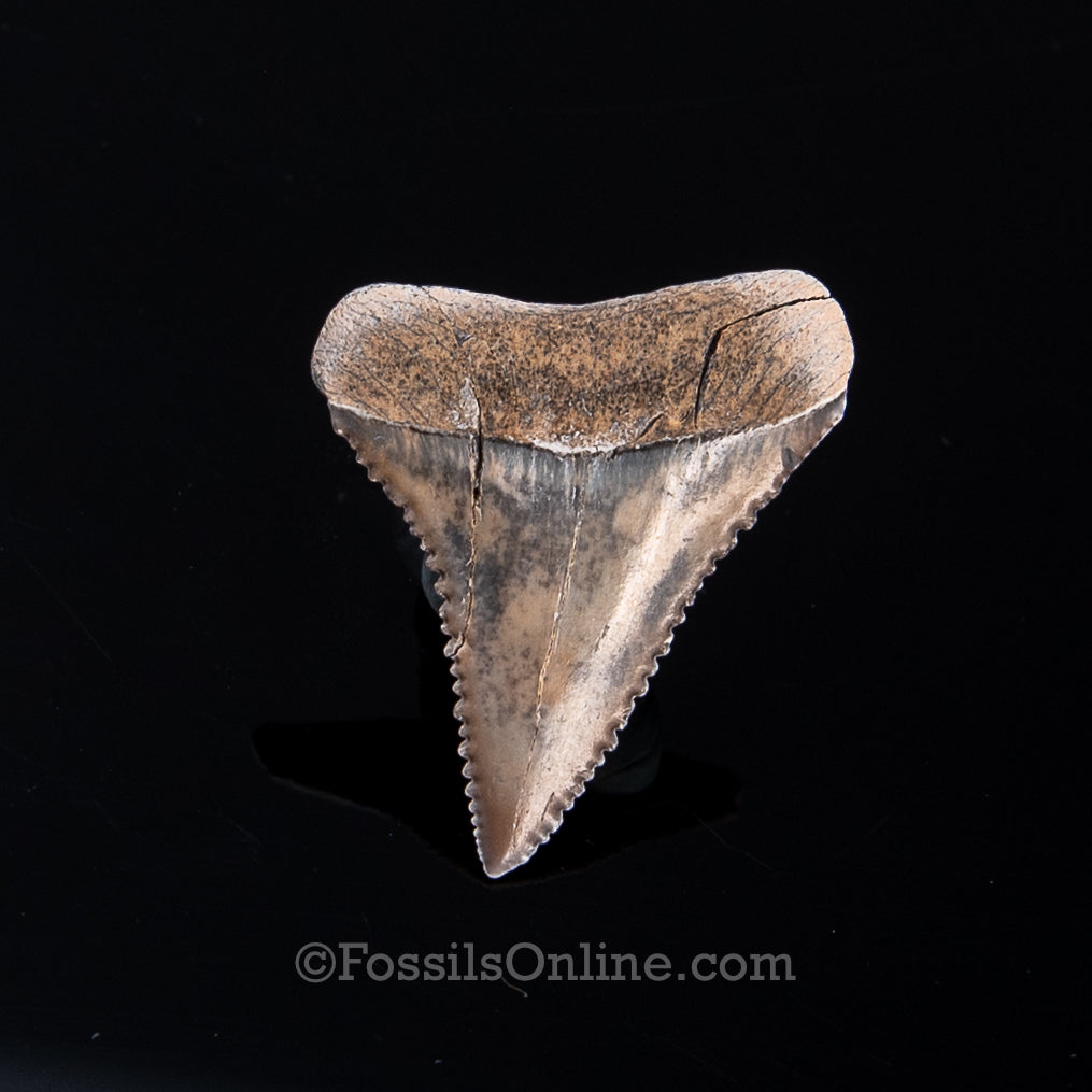 Fossil Great White Peru 1.48"