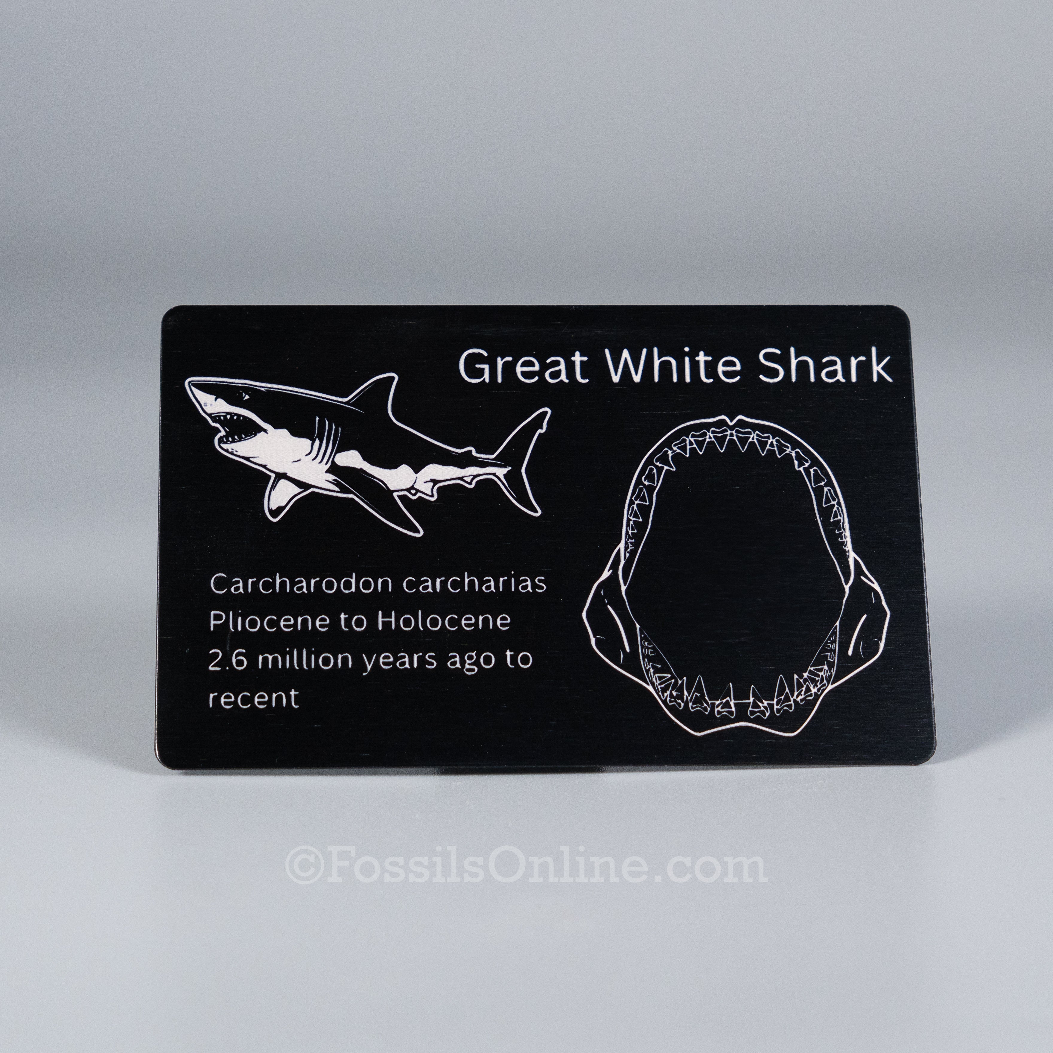 Great White Shark Fossil ID Card