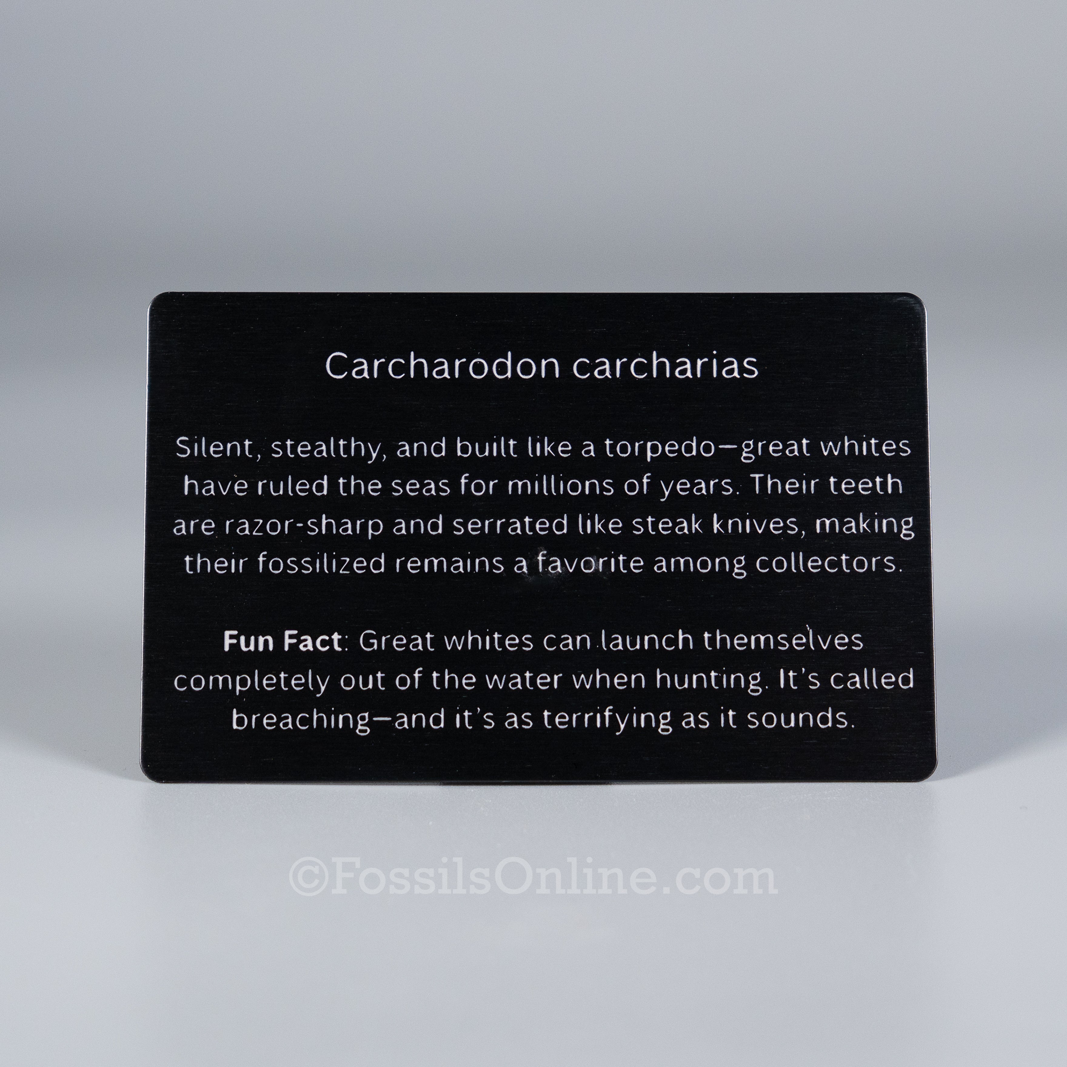 Great White Shark Fossil ID Card