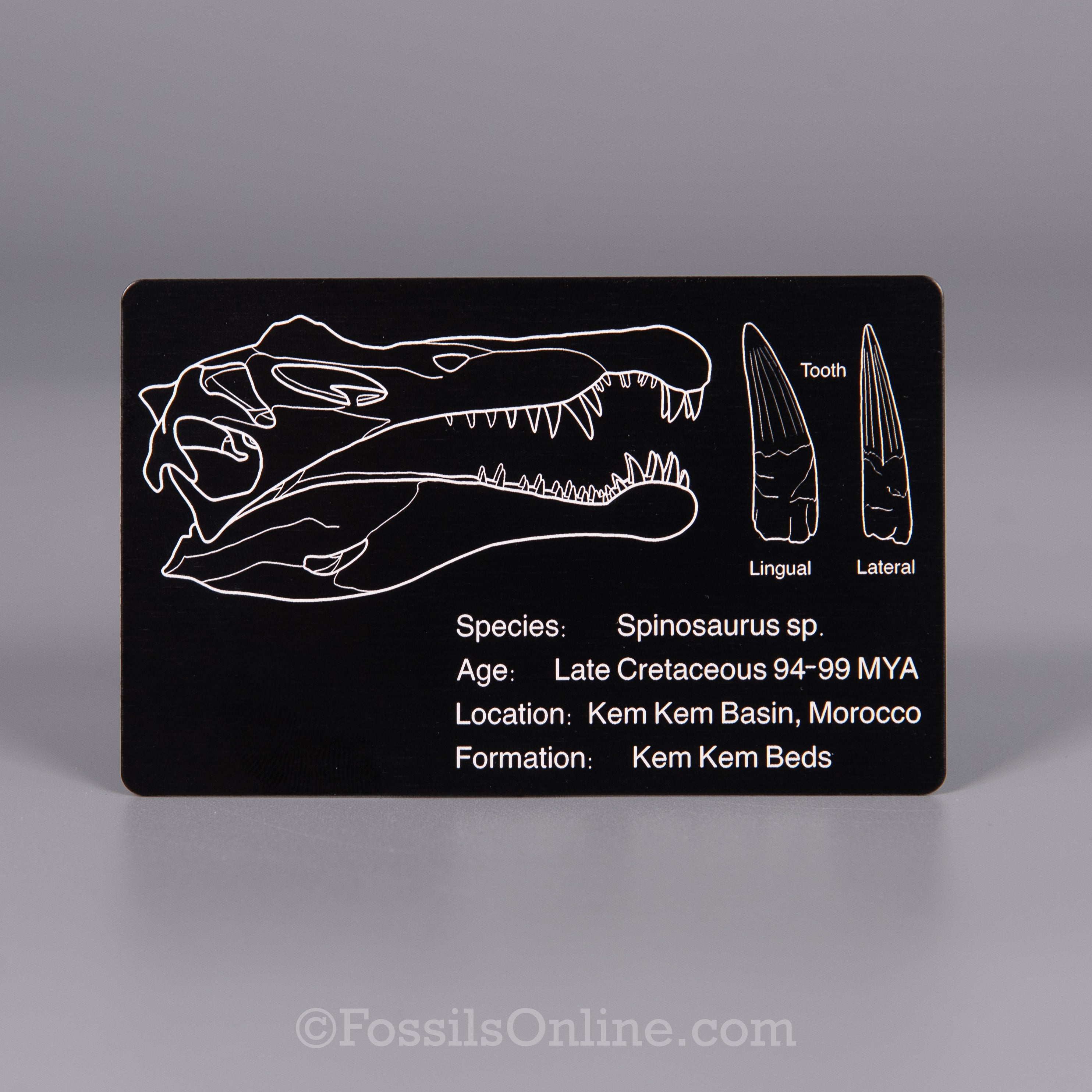 Spinosaurus Fossil ID Card